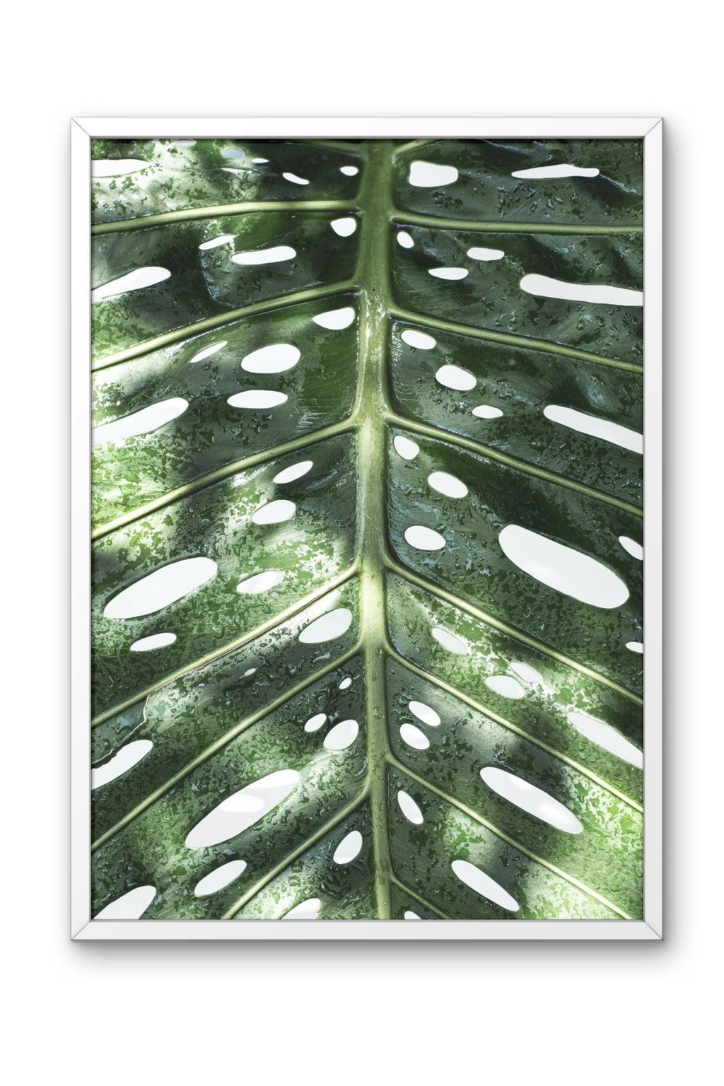 Monstera Deliciosa