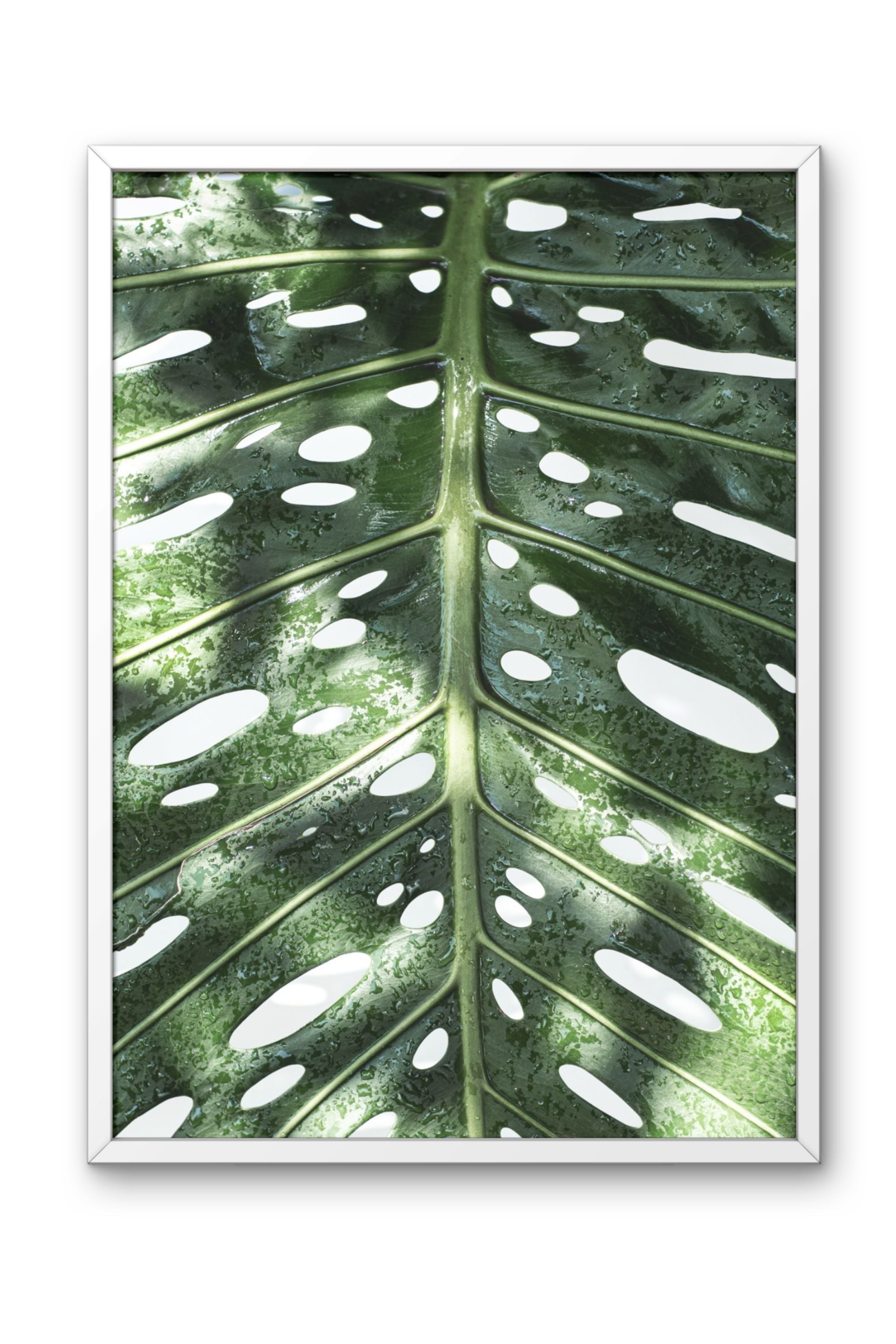 Monstera Deliciosa