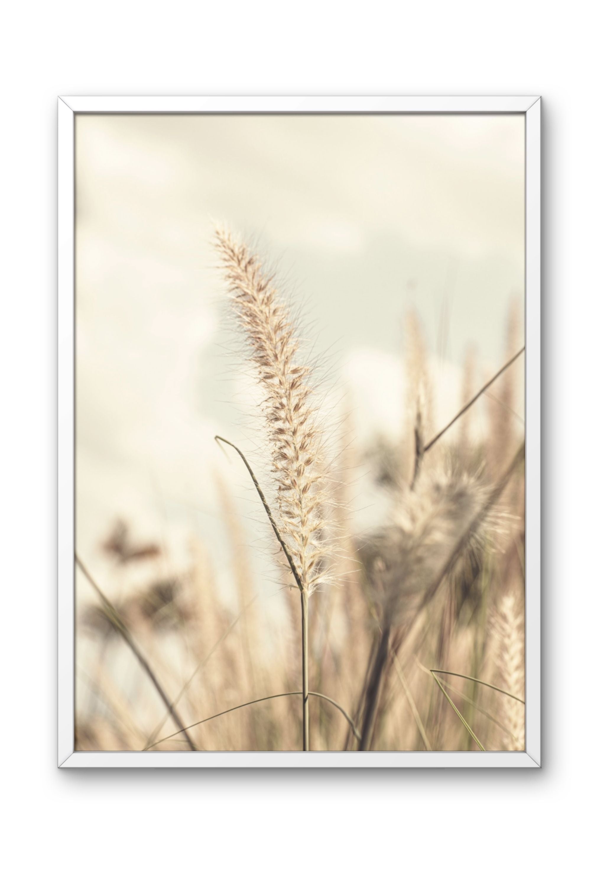 Golden Grass