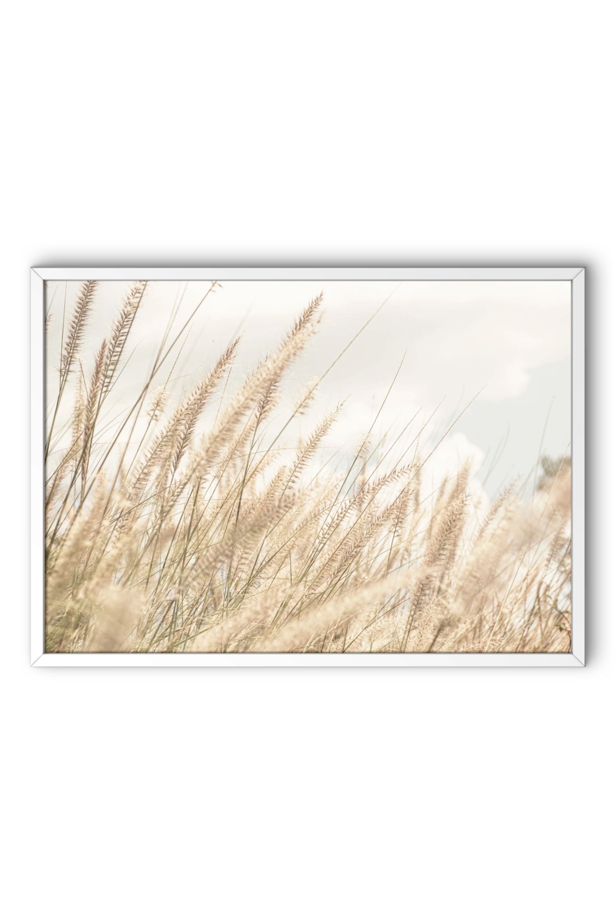 Forest of grasslands