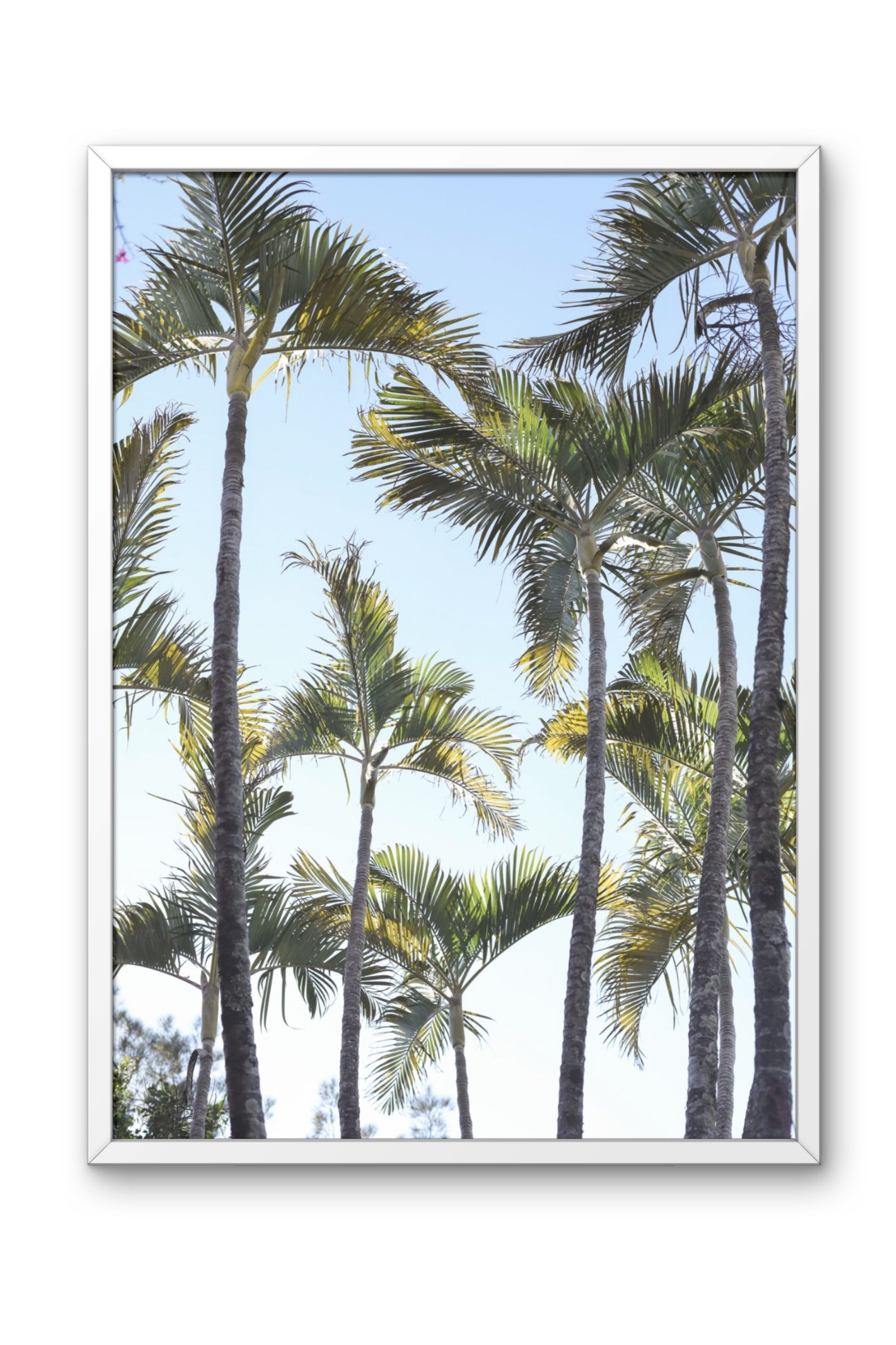 Sky of palm trees