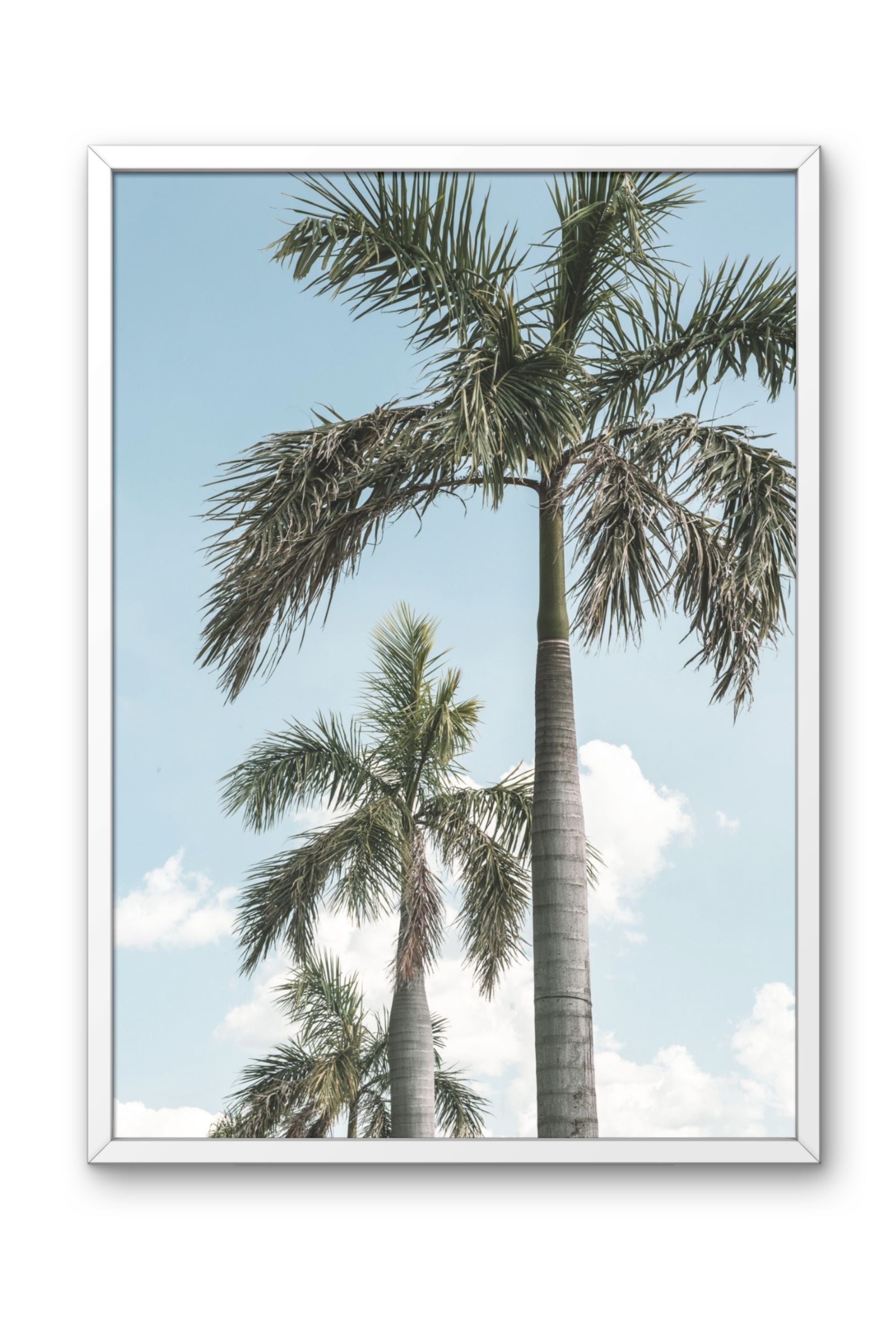 Tropical