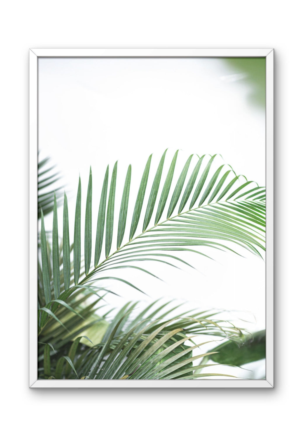 Small palm tree