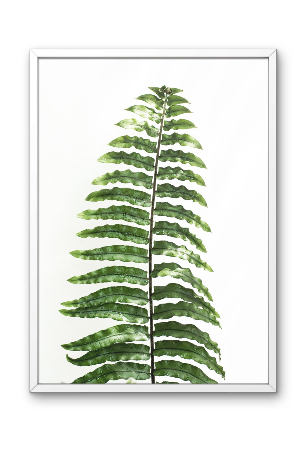 Fern